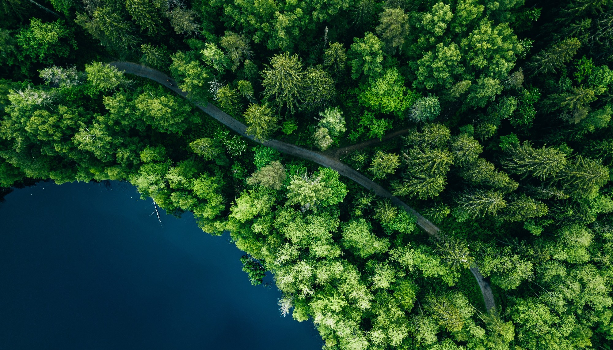 forest and water